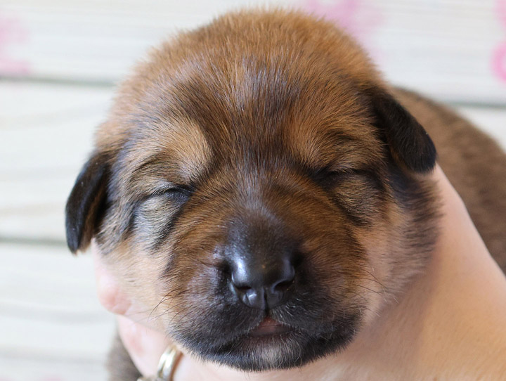 chinook puppy